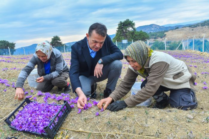 Yeniehir Belediyesi’nin Desteiyle Safran reticisi Says Artyor