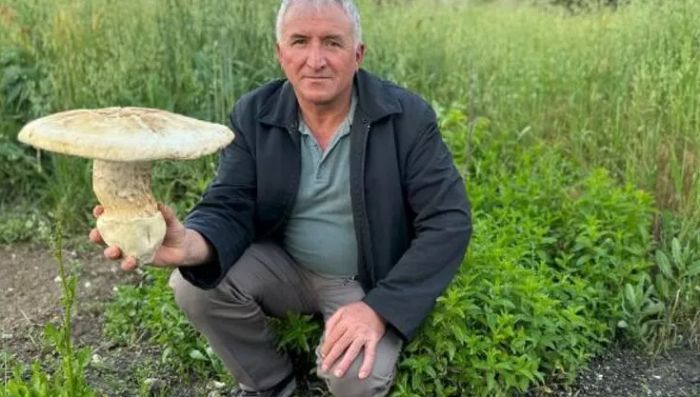 Burdur`da 2 kiloluk dev mantar grenleri artt	